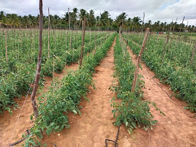 Drip Fertigation enhance crop yield and farmers prosperity: Lesson from Tarikere Community Drip Irrigation Phase II, News, KonexioNetwork.com