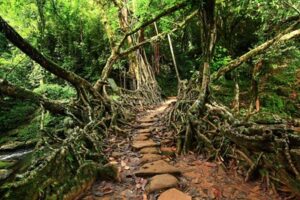 Living Root Bridge at Riwai Village.jpg